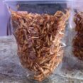 Crayfish