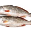 Croaker Fish