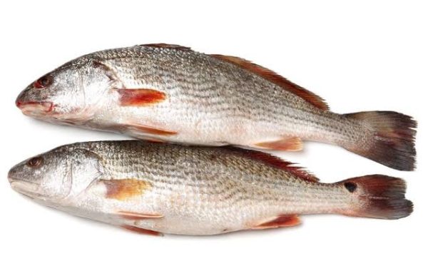 Croaker Fish