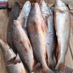 Croaker Fish - Half Box