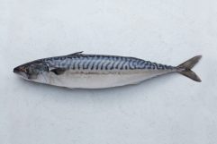 Mackerel - 5 lbs