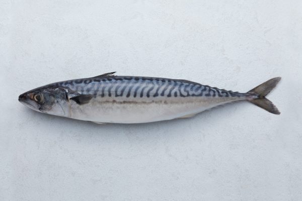 Mackerel-2 Mackerel-2