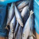 Mackerel-Fish-10lb