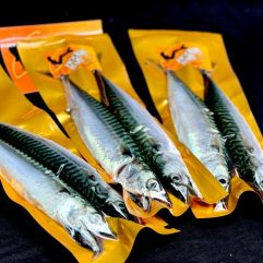 Mackerel - 10 lbs