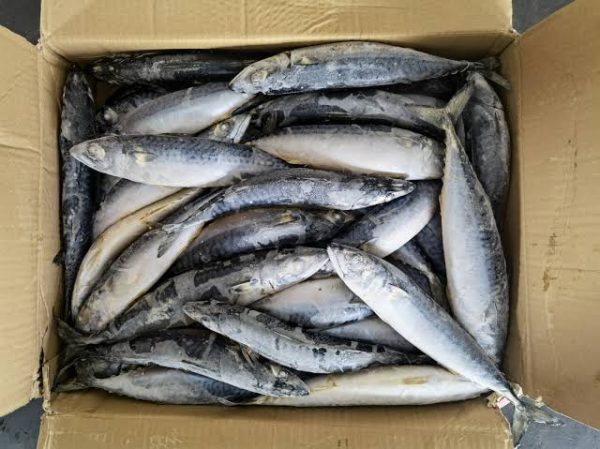 Mackerel-Fish-40lb Mackerel-Fish-40lb