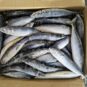Mackerel-Fish-40lb