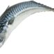 Mackerel-Fish
