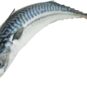 Mackerel-Fish