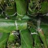 Moimoi Leaves-3