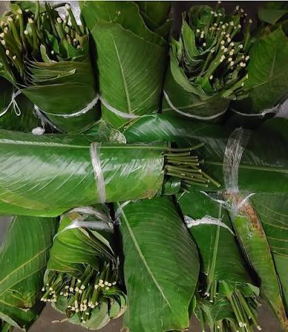 Moimoi Leaves-3 Moimoi Leaves-3