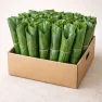 Moimoi Leaves