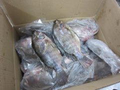 Tilapia - Half Box