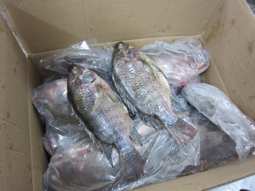 Tilapia - Whole-2 Tilapia - Whole-2
