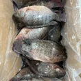 Tilapia - Whole-3