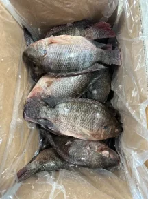Tilapia – Whole-3