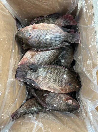 Tilapia - Whole-3 Tilapia - Whole-3