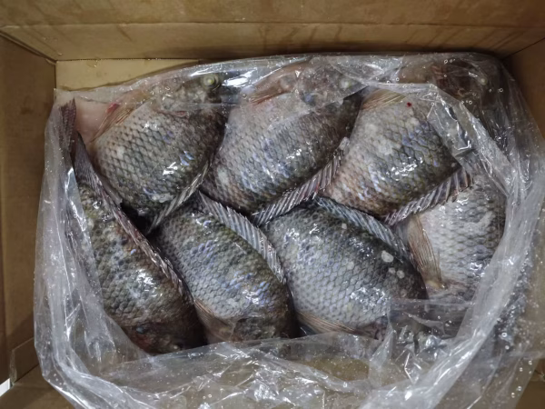 Tilapia - WholeBox Tilapia - WholeBox