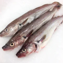 Whiting Fish - 22 lbs