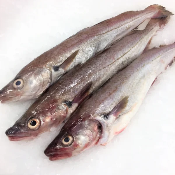 Whiting Fish - 11 lbs Whiting Fish - 11 lbs