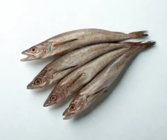 Whiting Fish - 11 lbs