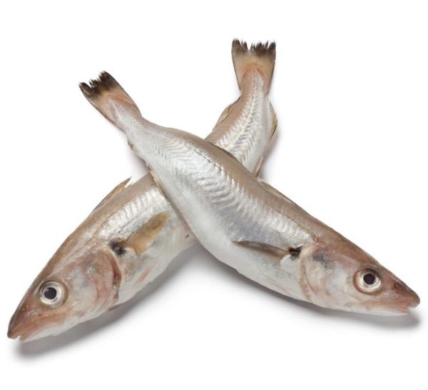 Whiting Fish