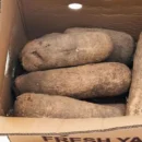 Yam-half