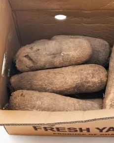 Yam-qtr-2